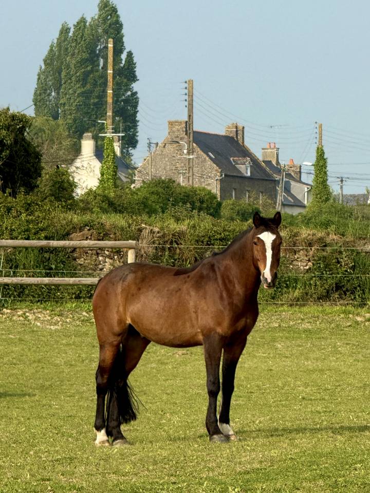 Ruin Franse rijpony PFS Te koop 2016 Donker bruin / bai ,  Checkdam du Givre