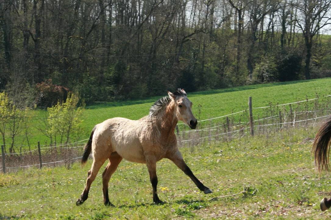 Veulen (vr) Creme Te koop 2025 Isabel ,  ICE DREAM ONE