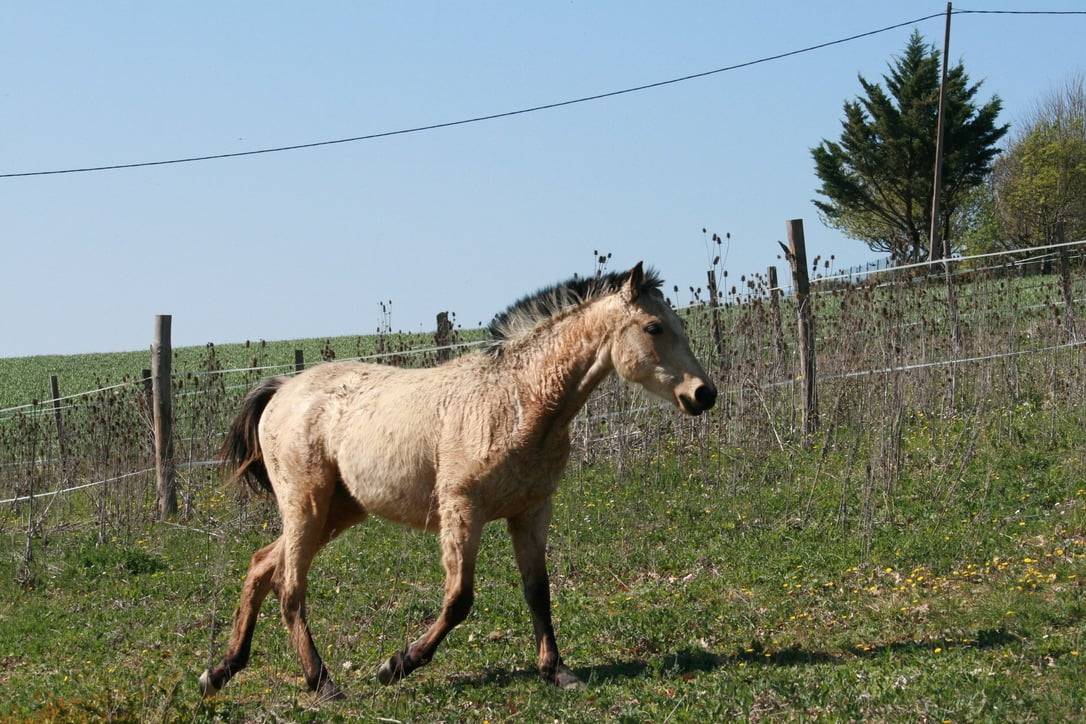 Veulen (vr) Creme Te koop 2025 Isabel ,  ICE DREAM ONE