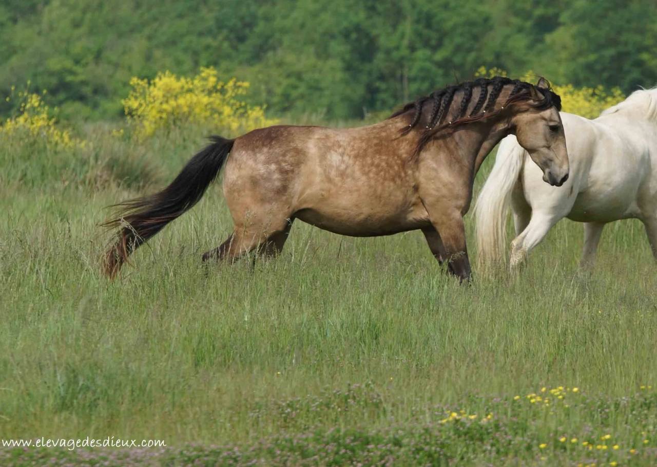 Veulen (vr) Creme Te koop 2025 Isabel ,  ICE DREAM ONE