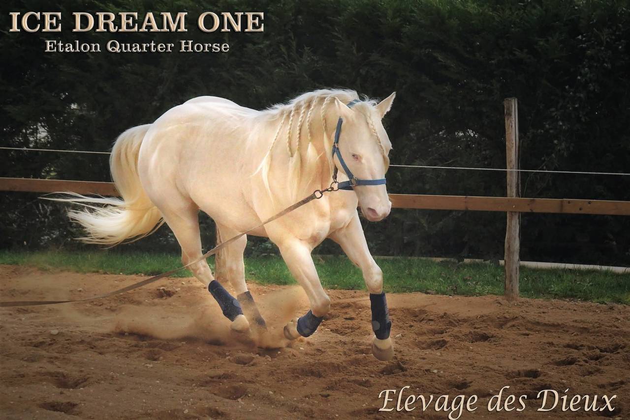 Veulen (vr) Creme Te koop 2025 Isabel ,  ICE DREAM ONE