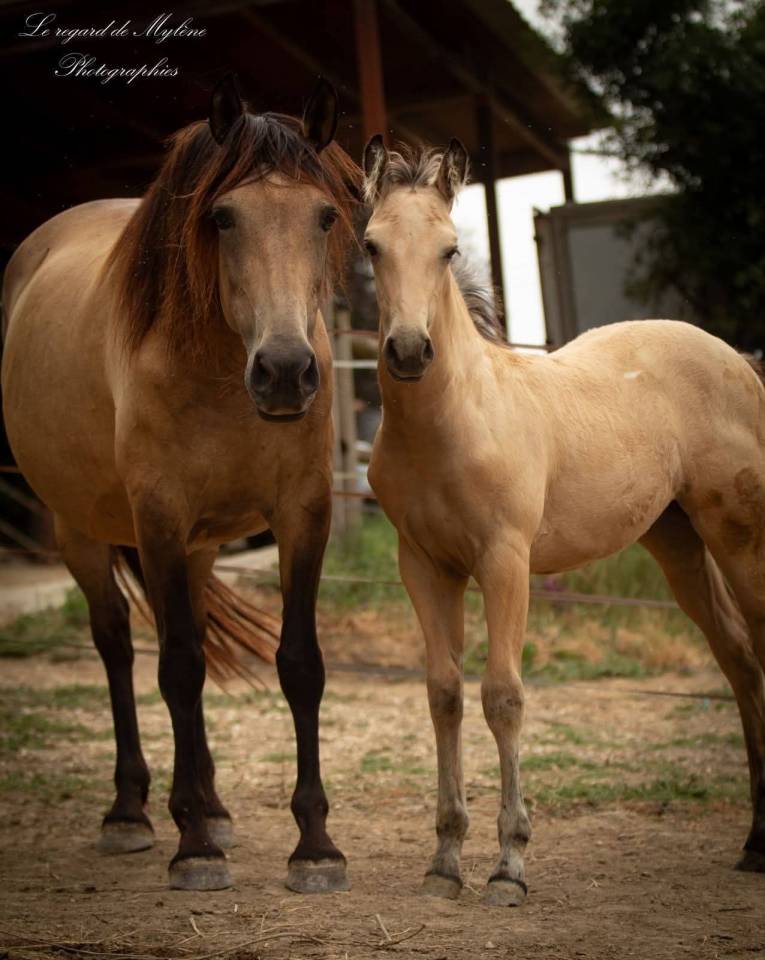 Veulen (vr) Creme Te koop 2025 Isabel ,  ICE DREAM ONE