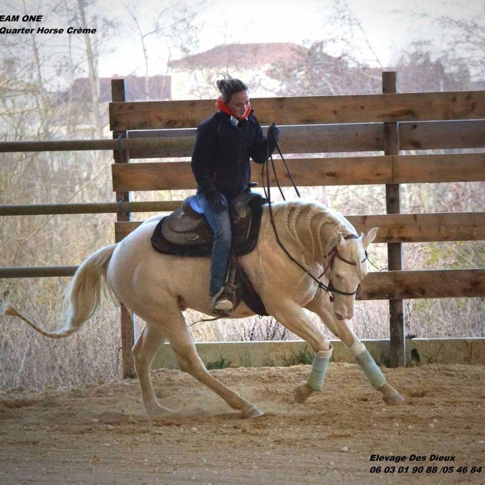 Veulen (vr) Creme Te koop 2025 Isabel ,  ICE DREAM ONE