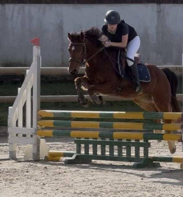 Ruin Franse rijpony PFS Te koop 2018 Donker bruin / bai