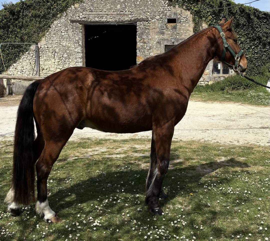 Ruin Franse rijpony PFS Te koop 2018 Donker bruin / bai