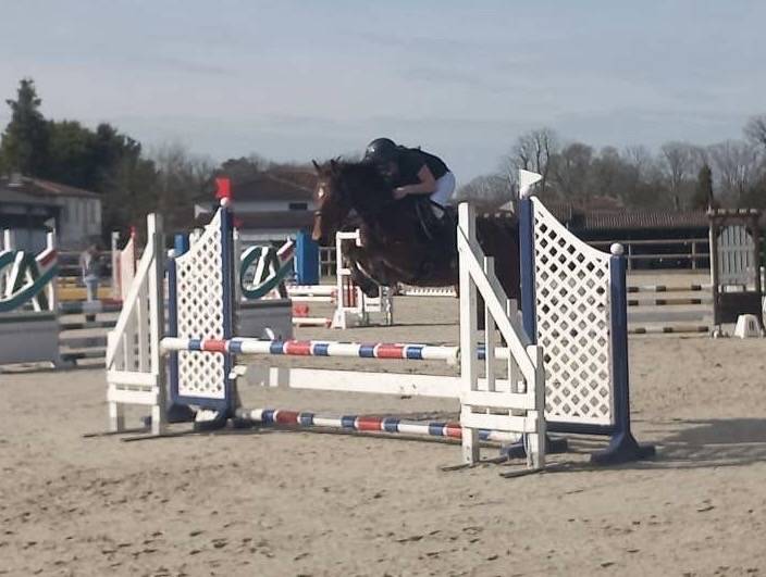 Ruin Franse rijpony PFS Te koop 2018 Donker bruin / bai