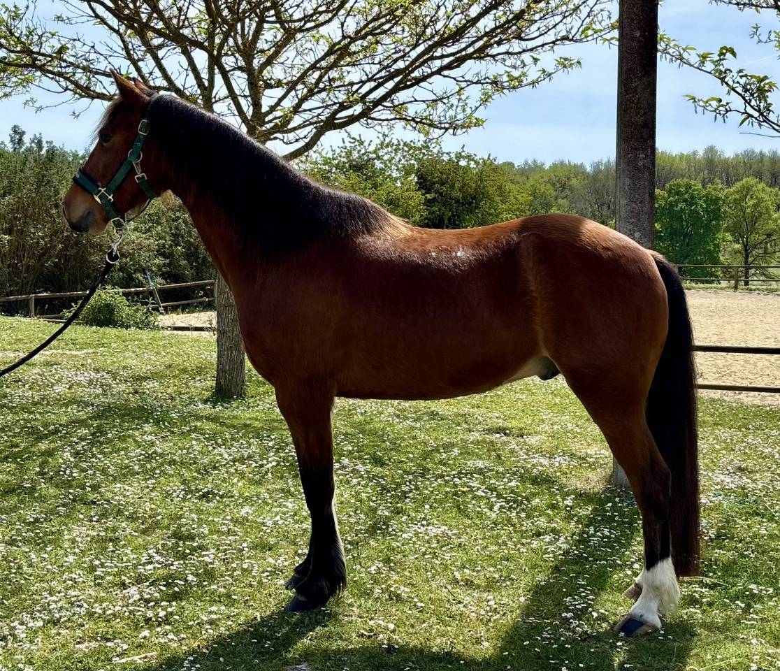 Ruin Franse rijpony PFS Te koop 2018 Donker bruin / bai