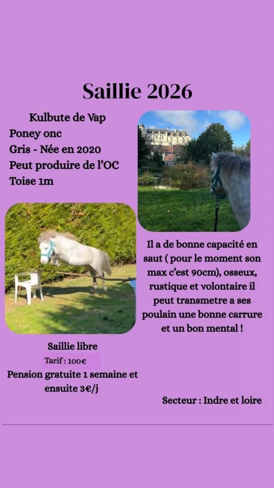 Kulbute de Vap - Ras onbekend 2020