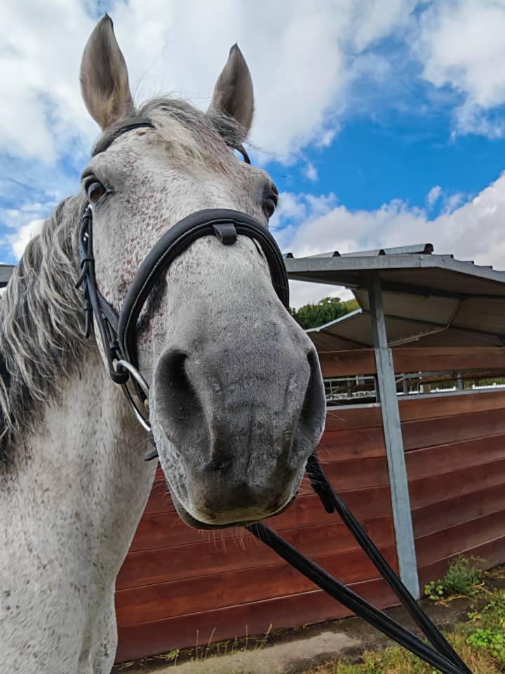 Hengst PRE Puur Ras Spaans Te koop 2014 Schimmel