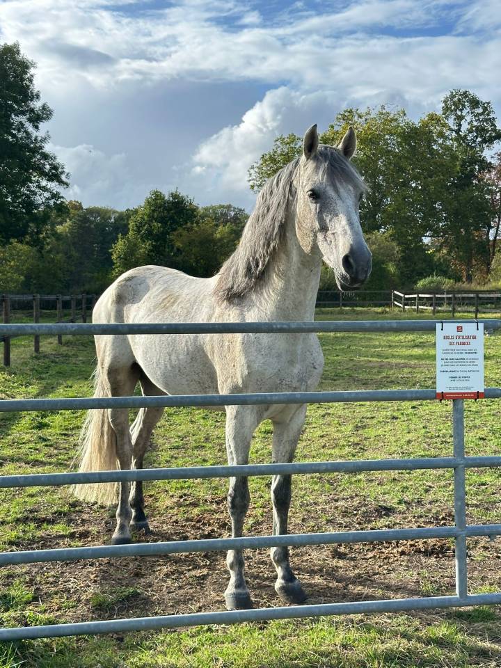 Hengst PRE Puur Ras Spaans Te koop 2014 Schimmel