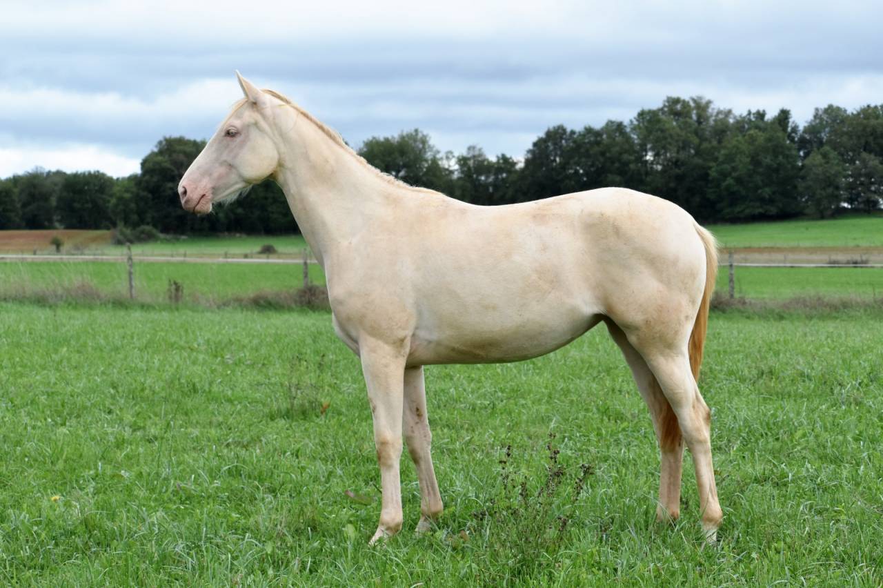 Merrie Selle Fran&ccedil;ais Te koop 2024 Perlino