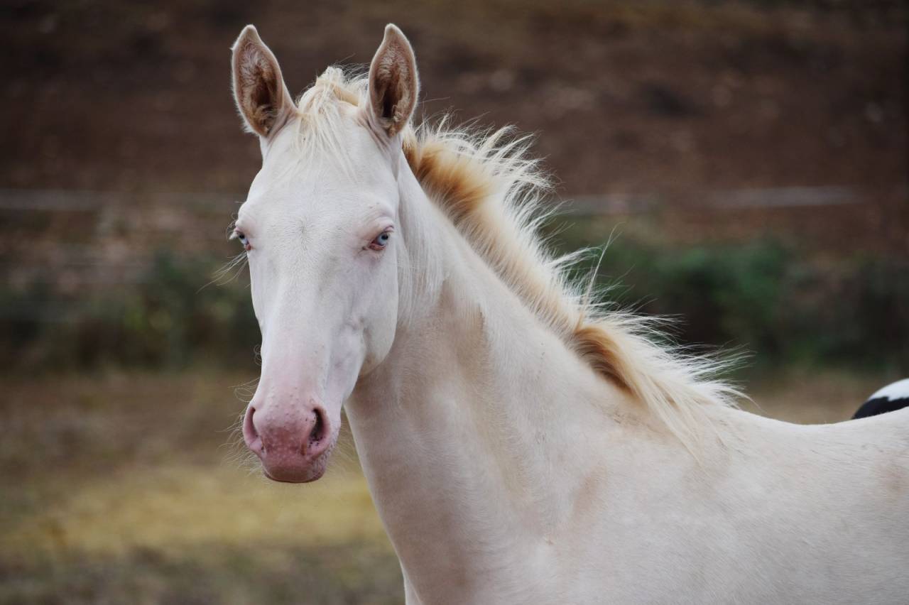Merrie Selle Fran&ccedil;ais Te koop 2024 Perlino