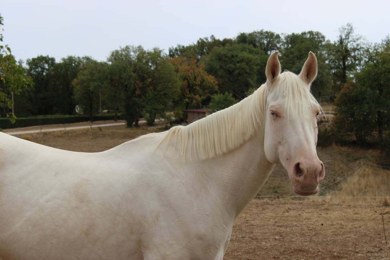 Merrie Selle Fran&ccedil;ais Te koop 2024 Perlino