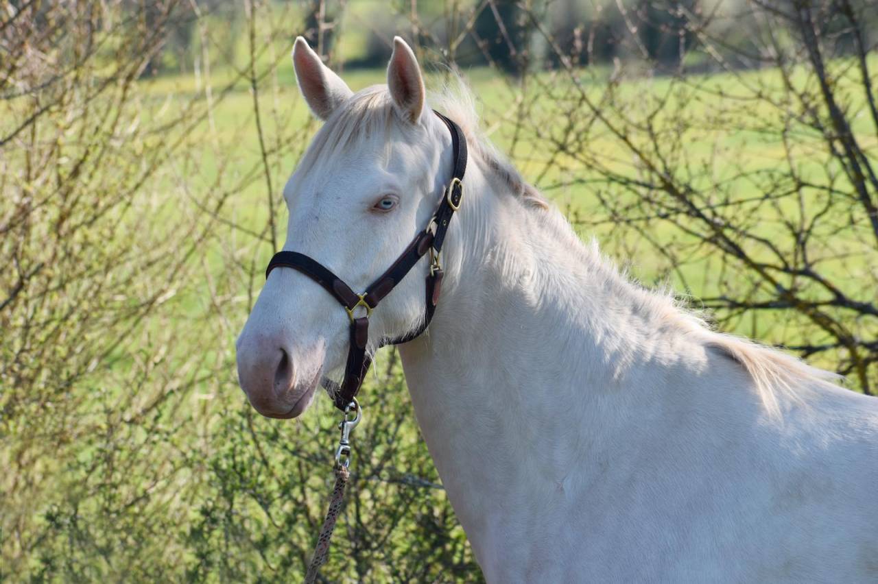 Merrie Selle Fran&ccedil;ais Te koop 2024 Perlino