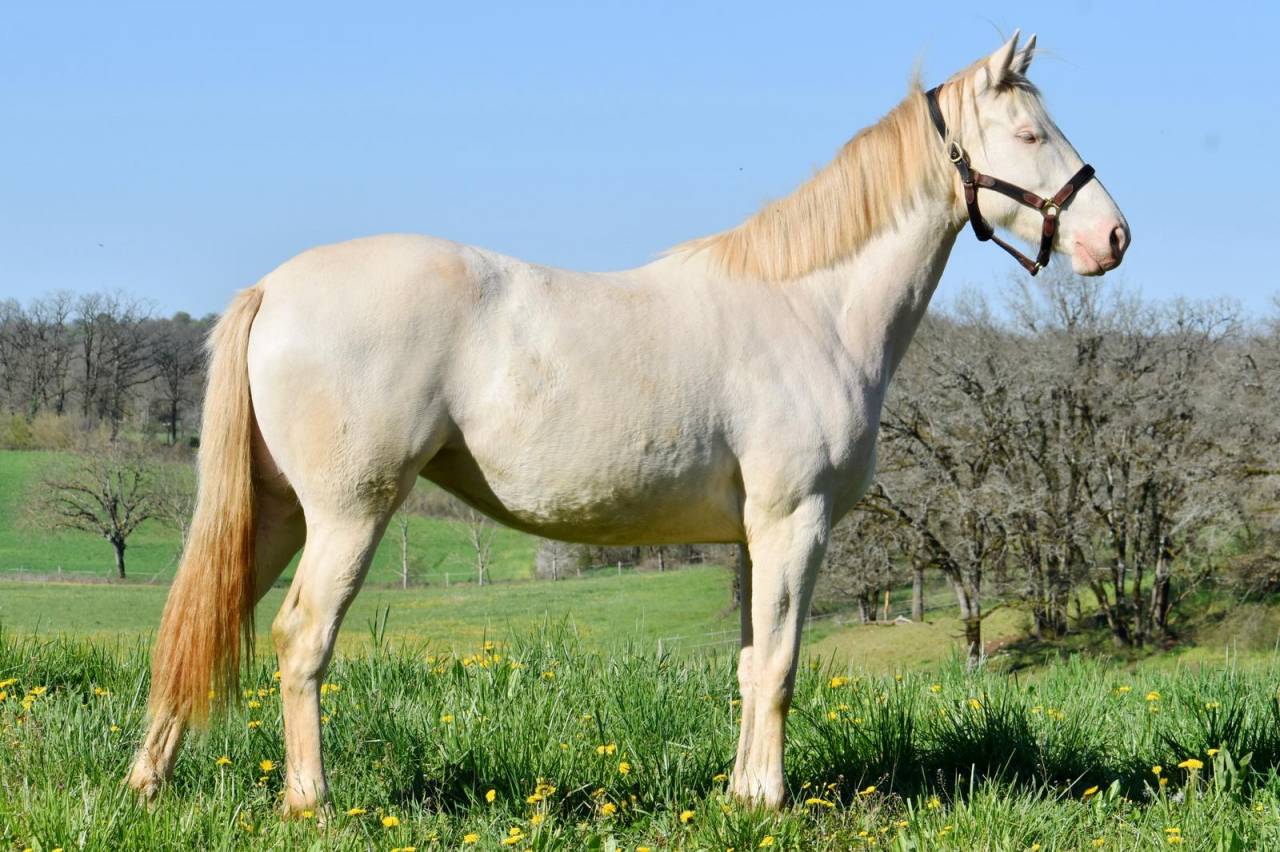 Merrie Selle Fran&ccedil;ais Te koop 2024 Perlino