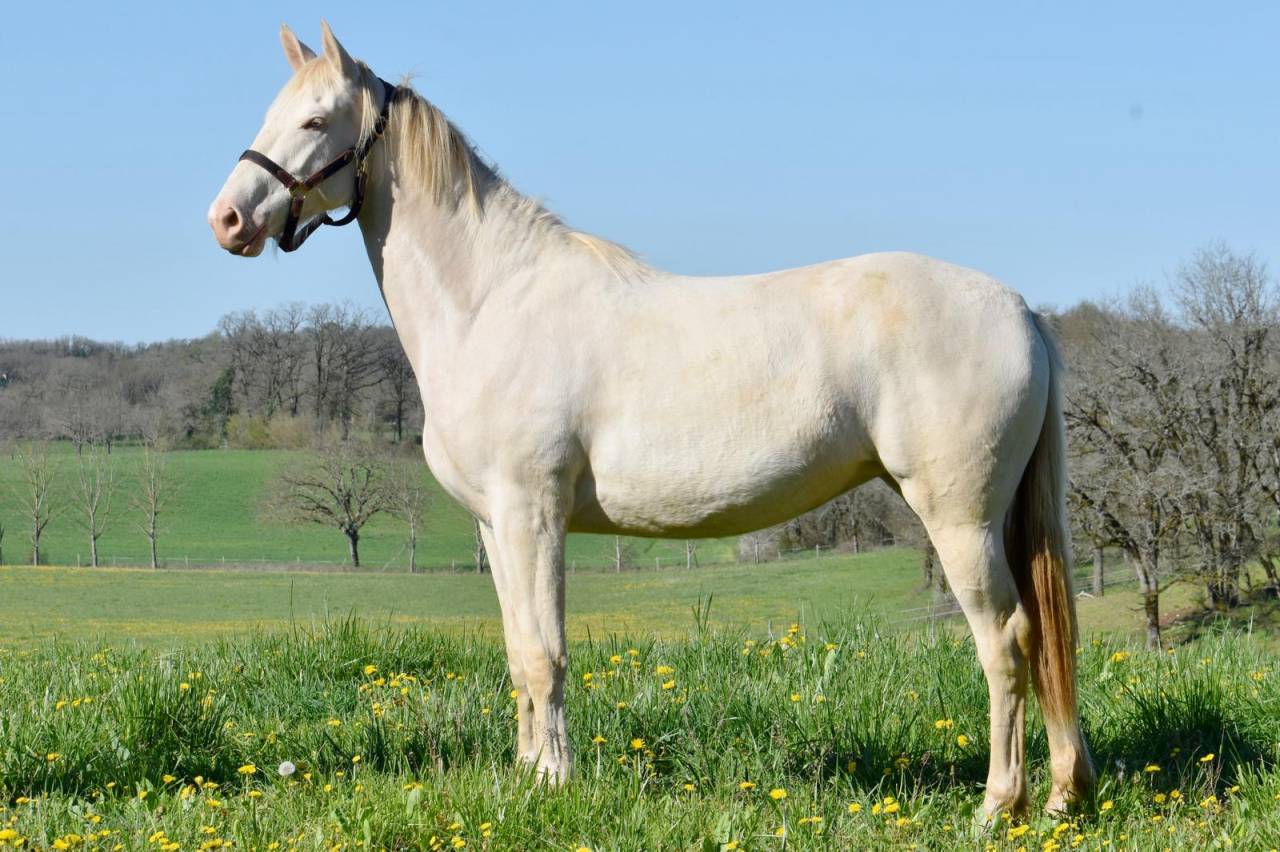 Merrie Selle Fran&ccedil;ais Te koop 2024 Perlino