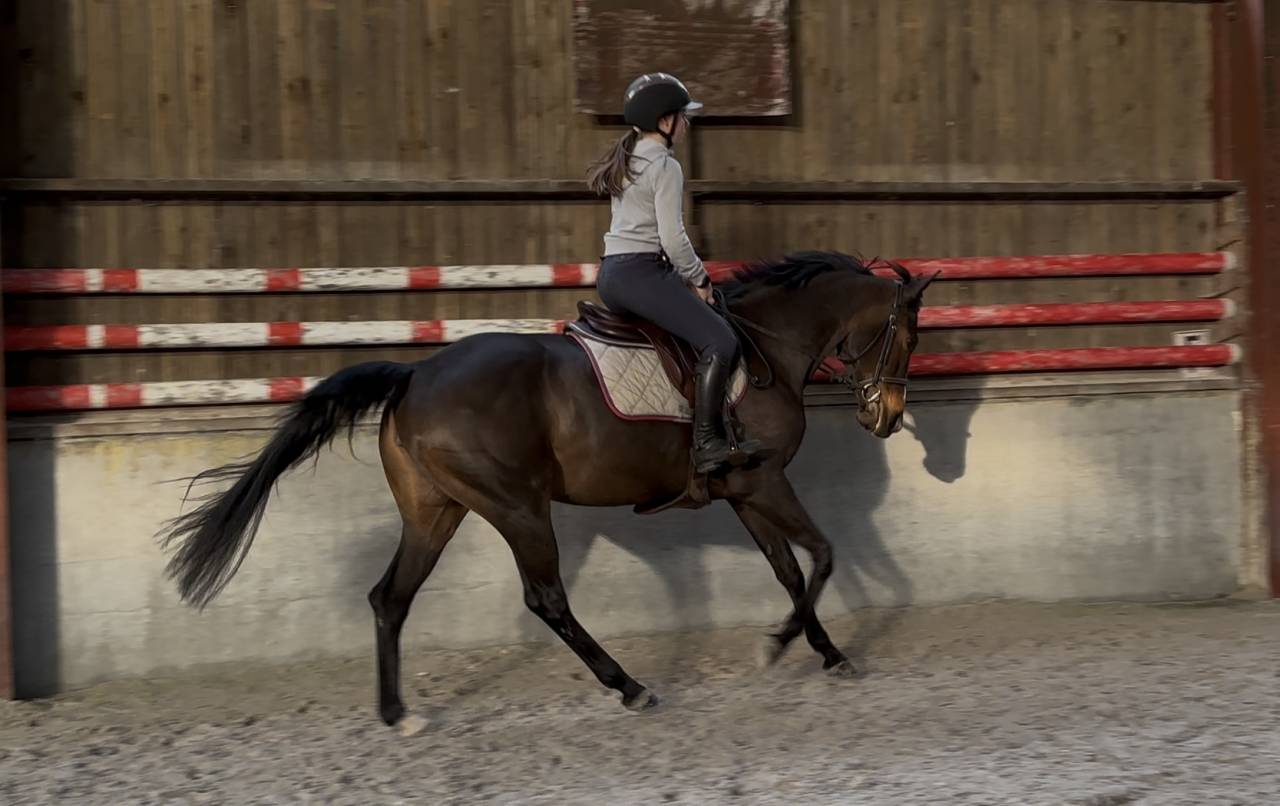 Merrie Zangersheide Te koop 2020 Donker bruin / bai