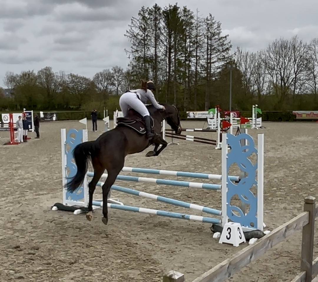 Merrie Zangersheide Te koop 2020 Donker bruin / bai