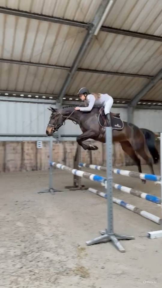 Merrie Zangersheide Te koop 2020 Donker bruin / bai