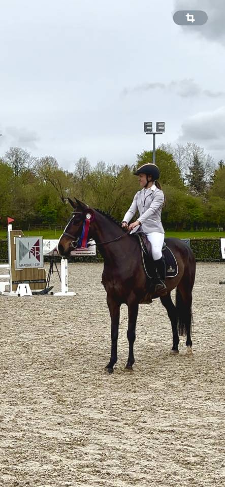 Merrie Zangersheide Te koop 2020 Donker bruin / bai