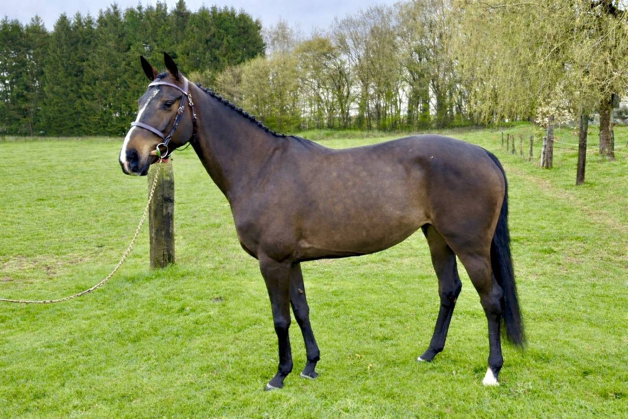 Merrie Zangersheide Te koop 2020 Donker bruin / bai