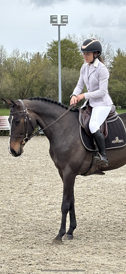 Merrie Zangersheide Te koop 2020 Donker bruin / bai