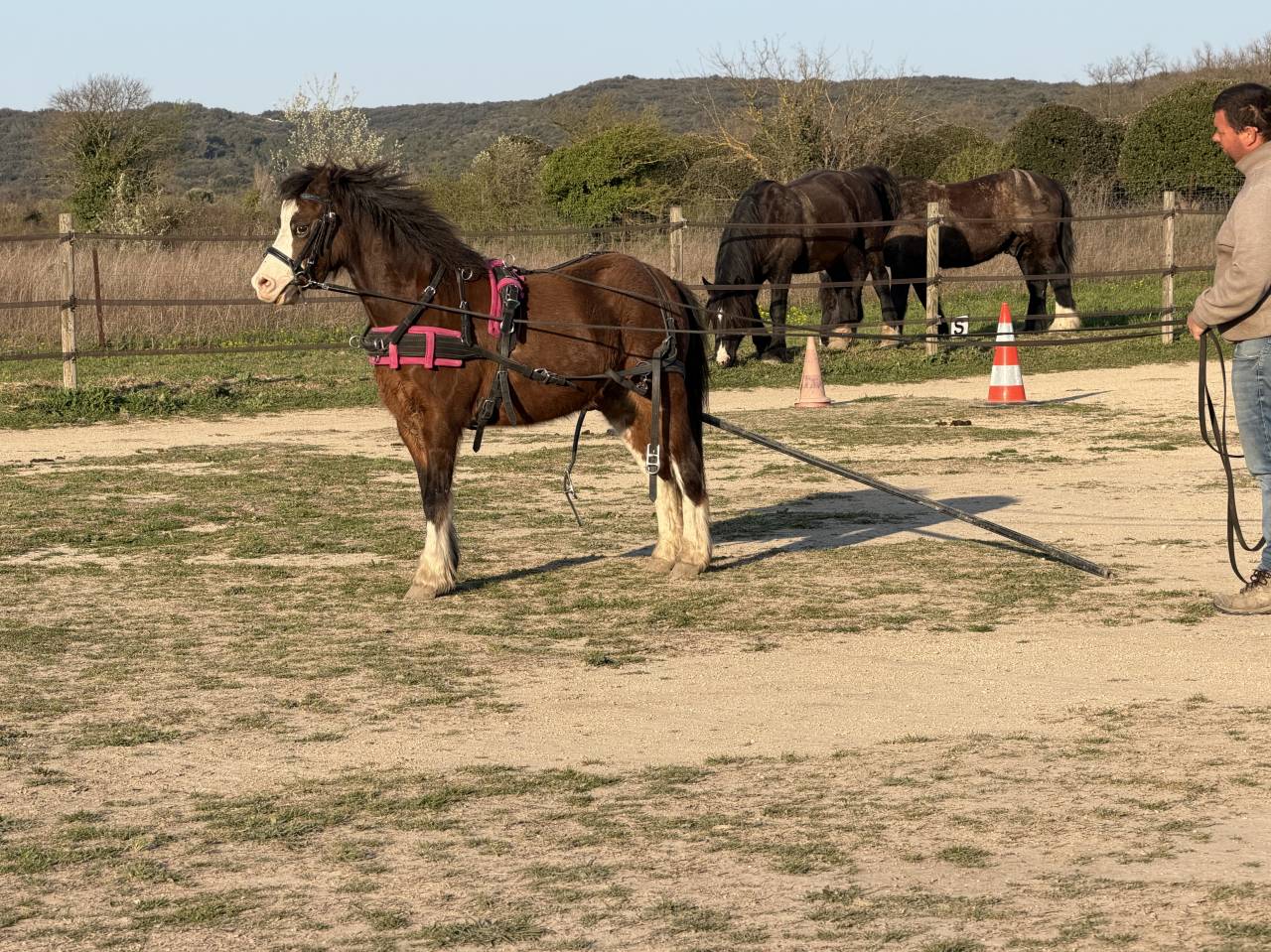 Ruin Welsh Pony (Section A) Te koop 2021 Overige kleuren