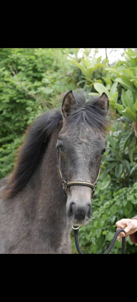 Veulen (ml) New Forest Te koop 2025 Vos roan