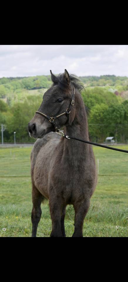 Veulen (ml) New Forest Te koop 2025 Vos roan