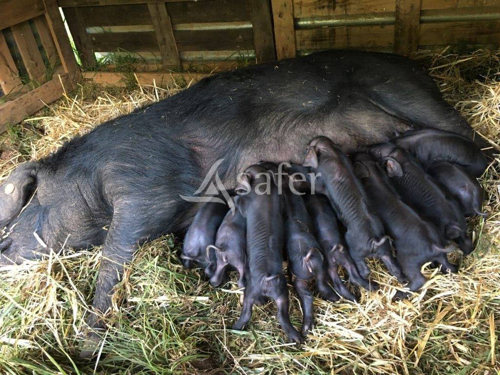 Varkens exploitatie Koop Lot