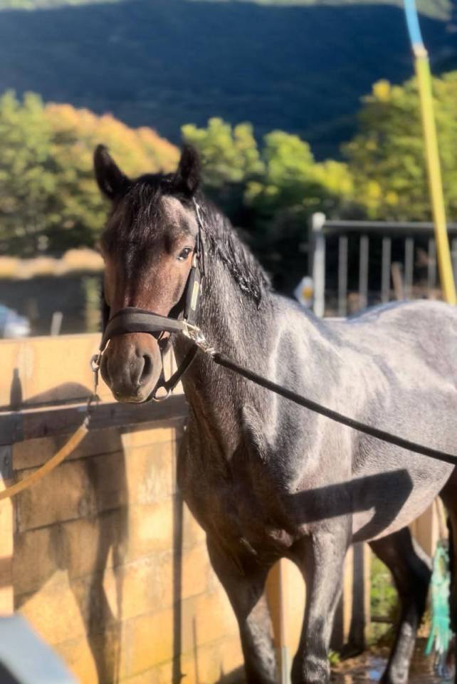 Ruin Connemara Te koop 2020 Bruinroan