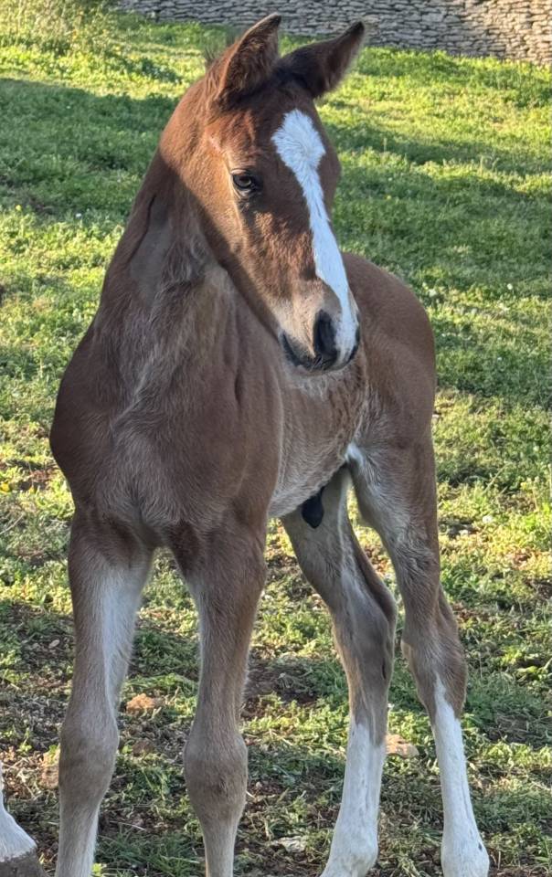 Veulen (ml) Selle Fran&ccedil;ais Te koop 2026 Donker bruin / bai ,  Consul dl vie 