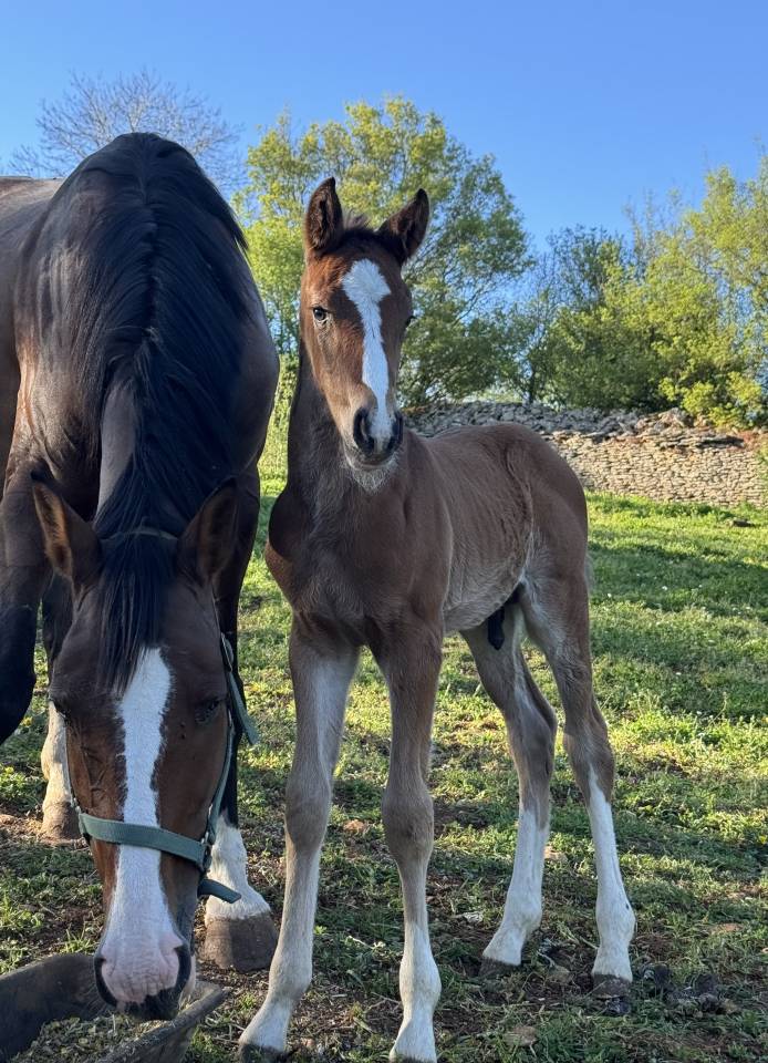 Veulen (ml) Selle Fran&ccedil;ais Te koop 2026 Donker bruin / bai ,  Consul dl vie 