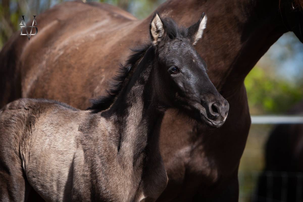 Veulen (vr) PRE Puur Ras Spaans Te koop 2026 Zwart ,  MONJE II