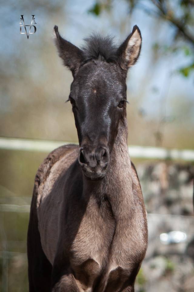 Veulen (vr) PRE Puur Ras Spaans Te koop 2026 Zwart ,  MONJE II