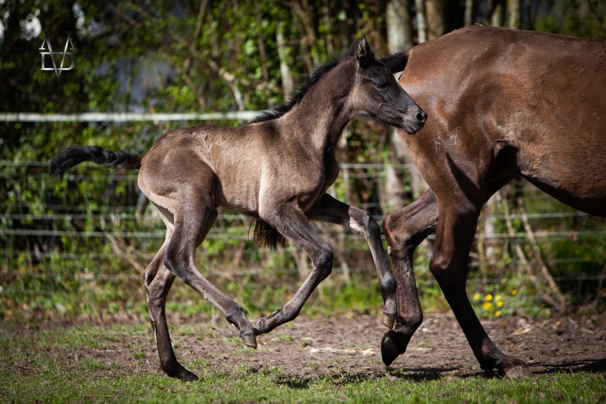 Veulen (vr) PRE Puur Ras Spaans Te koop 2026 Zwart ,  MONJE II
