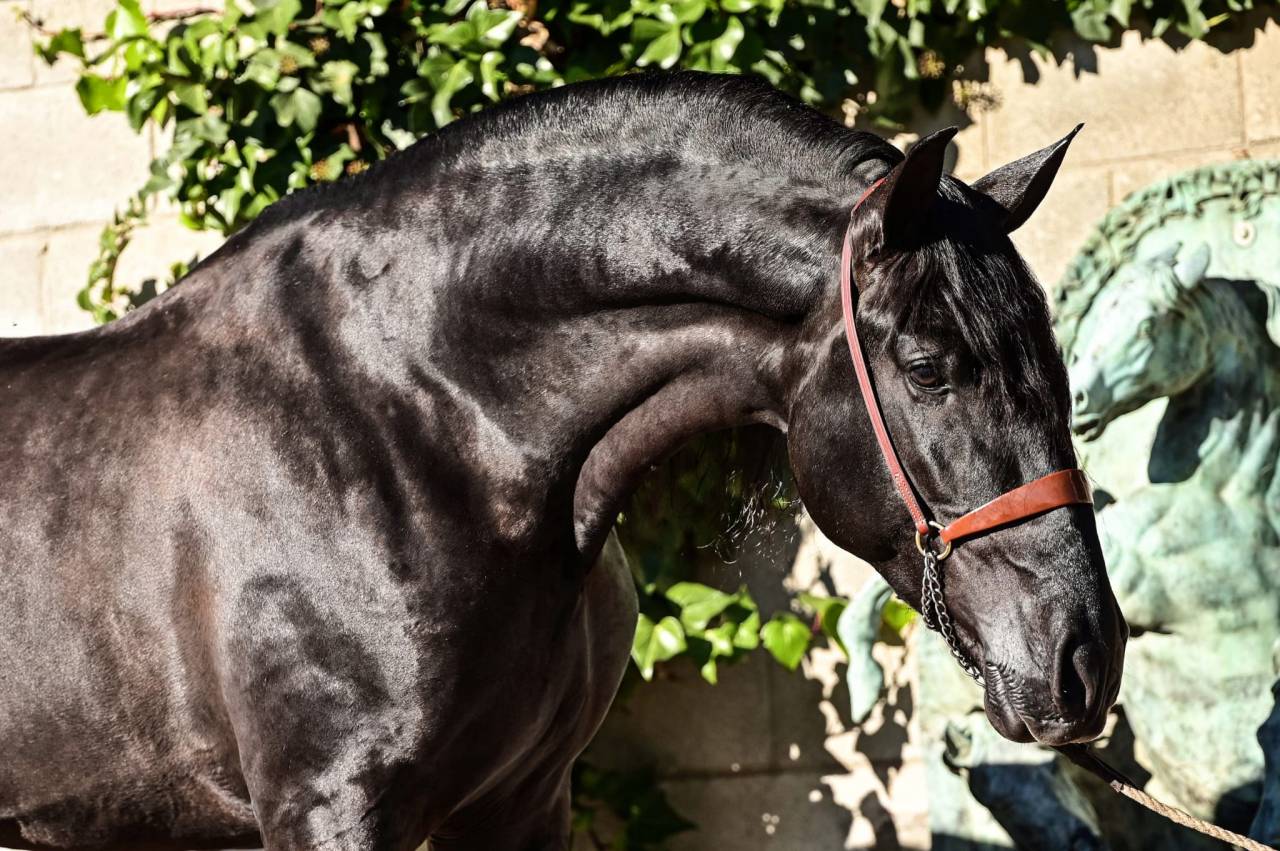 Veulen (vr) PRE Puur Ras Spaans Te koop 2026 Zwart ,  MONJE II