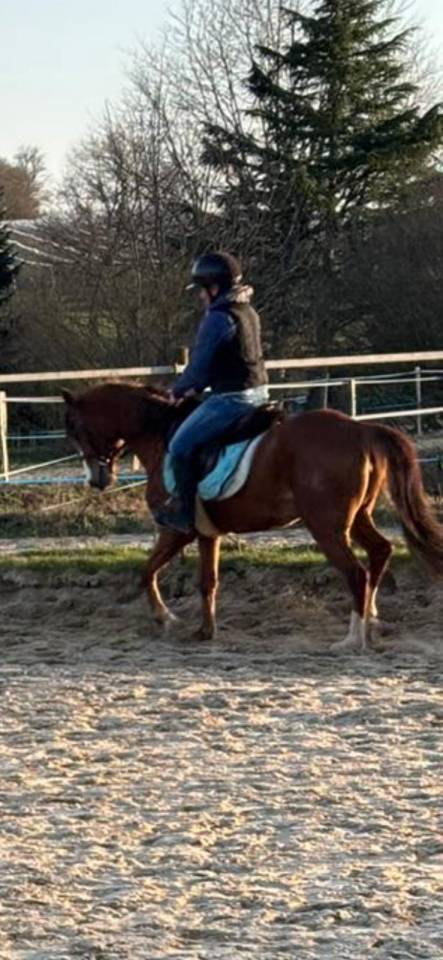 Merrie Welsh Partbred Te koop 2022 Vos ,  EAMOON DU GRANIT WBP