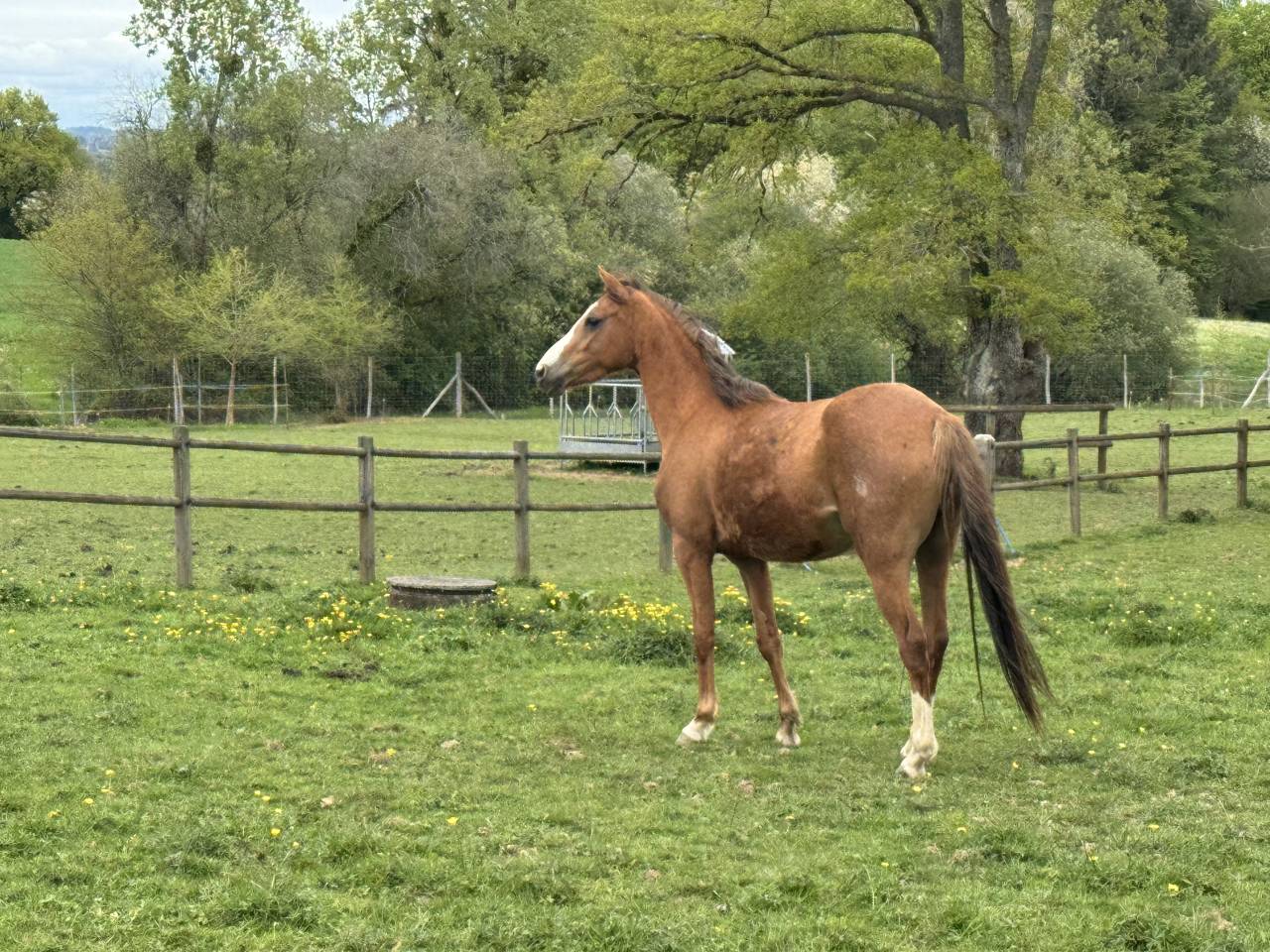 Merrie Welsh Partbred Te koop 2022 Vos ,  EAMOON DU GRANIT WBP