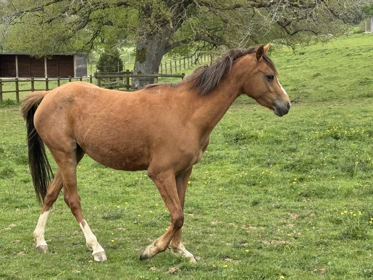 Merrie Welsh Partbred Te koop 2022 Vos ,  EAMOON DU GRANIT WBP