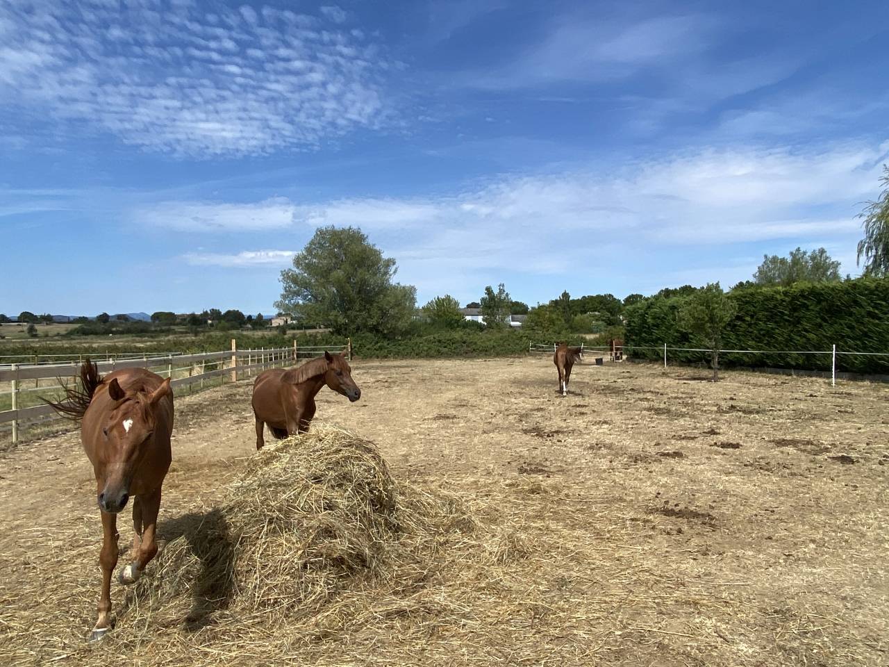 Hippisch vastgoed Koop Gard