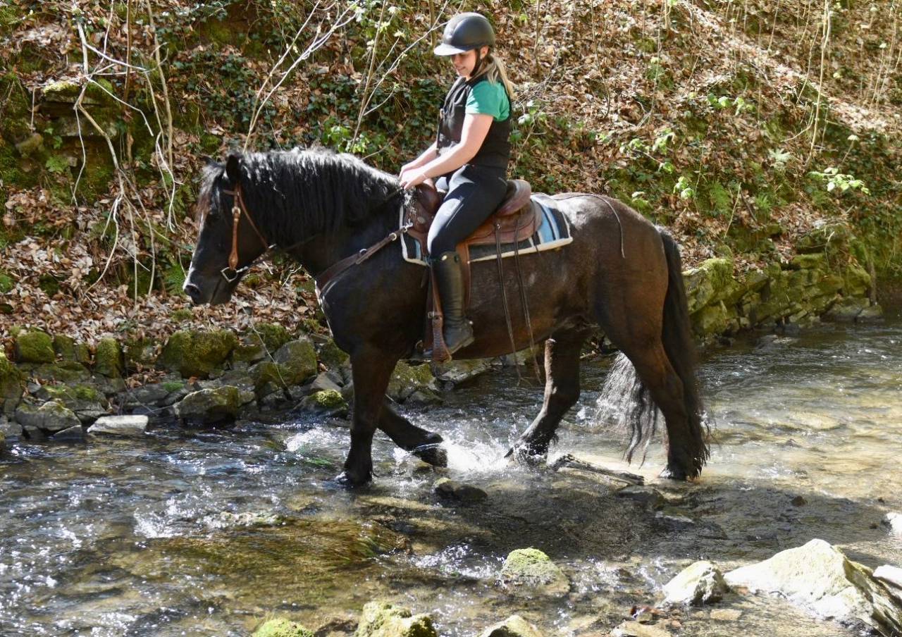 Merrie Bekend ras Te koop 2015 Zwart