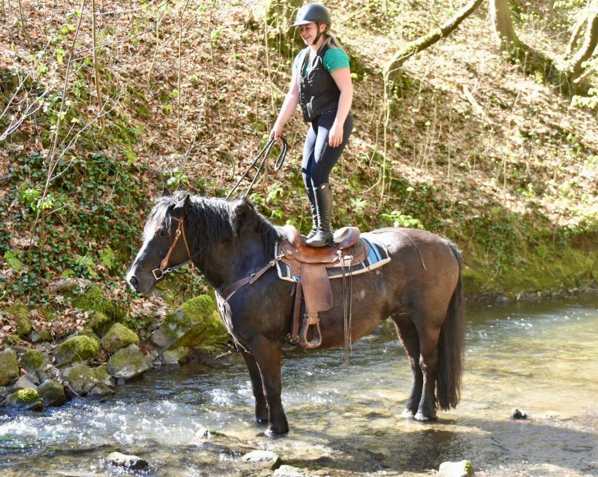 Merrie Bekend ras Te koop 2015 Zwart