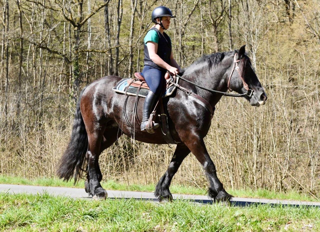 Merrie Bekend ras Te koop 2015 Zwart