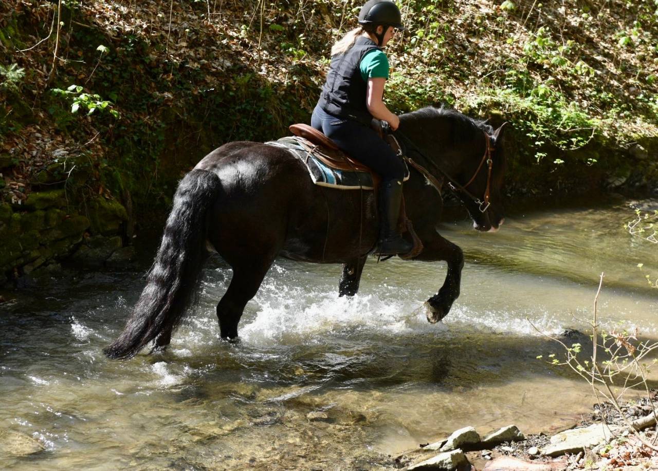 Merrie Bekend ras Te koop 2015 Zwart