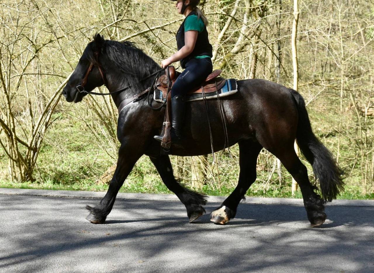 Merrie Bekend ras Te koop 2015 Zwart