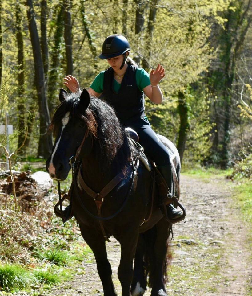 Merrie Bekend ras Te koop 2015 Zwart