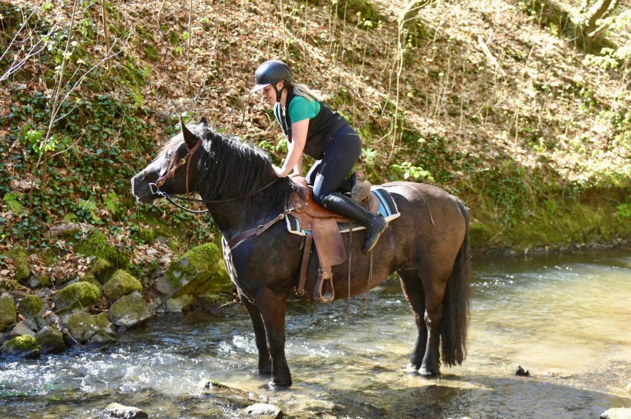 Merrie Bekend ras Te koop 2015 Zwart