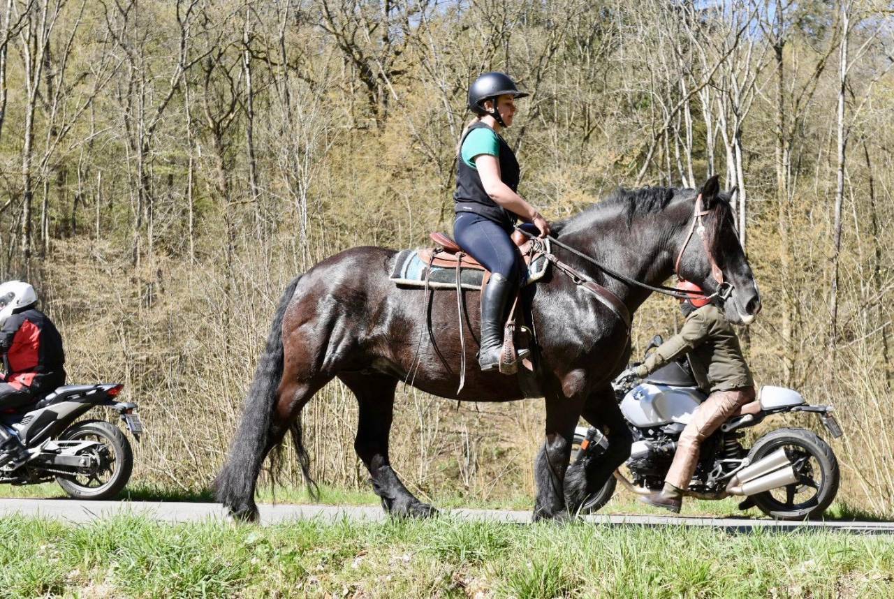 Merrie Bekend ras Te koop 2015 Zwart