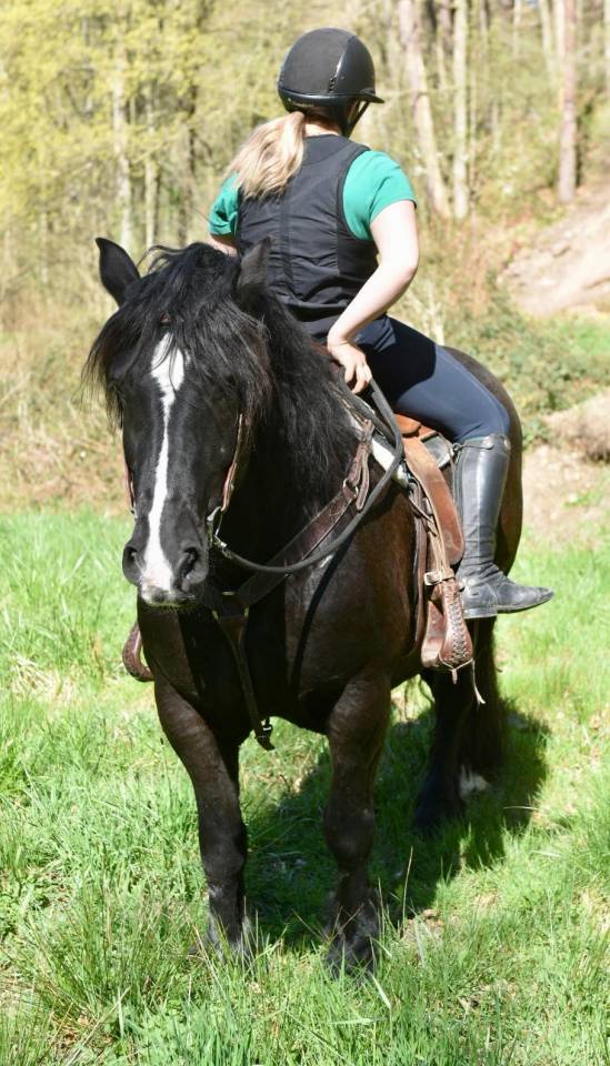 Merrie Bekend ras Te koop 2015 Zwart